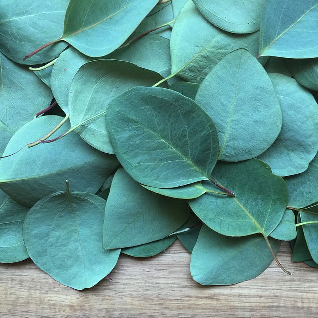 moringa